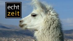 Privat: [ID: HTTudeBelHQ] Youtube Automatic