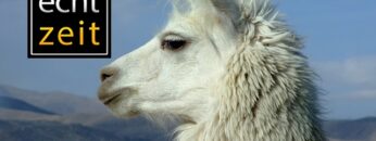 Privat: [ID: HTTudeBelHQ] Youtube Automatic