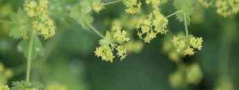 Privat: [ID: ImpYknO-6FM] Youtube Automatic