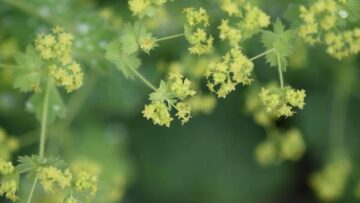 Privat: [ID: ImpYknO-6FM] Youtube Automatic