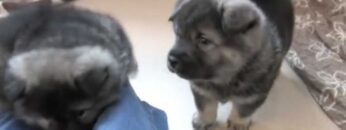 Privat: [ID: JuYId03Ppqk] Youtube Automatic