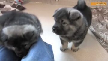 Privat: [ID: JuYId03Ppqk] Youtube Automatic