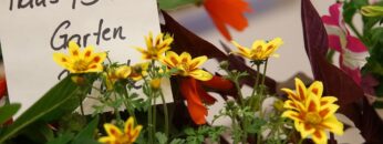 Blühende und Summende Steiermark mit Blumenschmuckprämierung