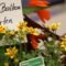 Blühende und Summende Steiermark mit Blumenschmuckprämierung