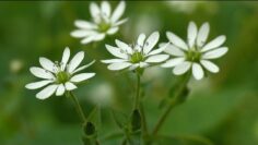 [ID: 39EAiInp6Mk] Youtube Automatic