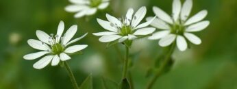 [ID: 39EAiInp6Mk] Youtube Automatic