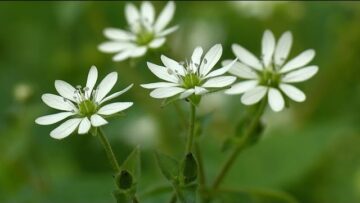 [ID: 39EAiInp6Mk] Youtube Automatic