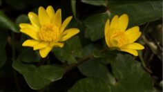 [ID: 3ZqxiZ7qkWk] Youtube Automatic