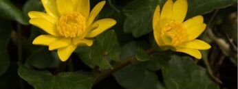 [ID: 3ZqxiZ7qkWk] Youtube Automatic