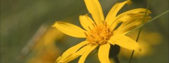 [ID: aZfhtlvF2DM] Youtube Automatic