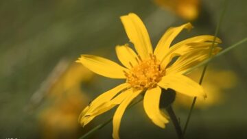 [ID: aZfhtlvF2DM] Youtube Automatic