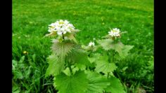 [ID: bqx9y95ZAas] Youtube Automatic