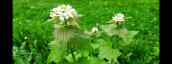 [ID: bqx9y95ZAas] Youtube Automatic