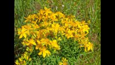 [ID: chVyG7tOerw] Youtube Automatic