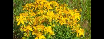 [ID: chVyG7tOerw] Youtube Automatic