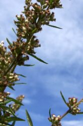 [ID: CIl-WjdNWmg] Youtube Automatic