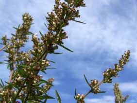 [ID: CIl-WjdNWmg] Youtube Automatic