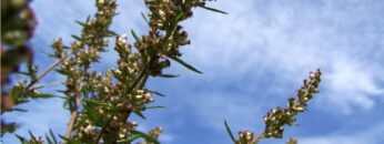 [ID: CIl-WjdNWmg] Youtube Automatic