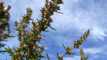 [ID: CIl-WjdNWmg] Youtube Automatic