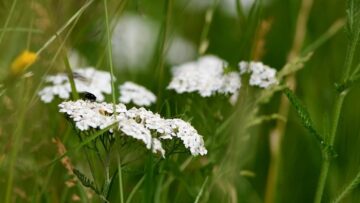 [ID: dg9jy_Gn1X8] Youtube Automatic