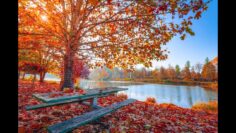 [ID: fg31K4G3_x8] Youtube Automatic