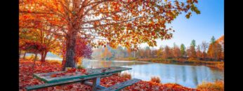 [ID: fg31K4G3_x8] Youtube Automatic