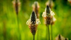 [ID: h5Ir9bCrkOQ] Youtube Automatic