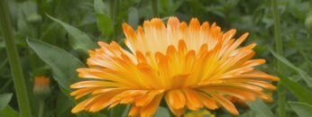 [ID: HopMqh3VnYk] Youtube Automatic