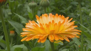 [ID: HopMqh3VnYk] Youtube Automatic