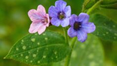 [ID: ig1VMpqUYOo] Youtube Automatic