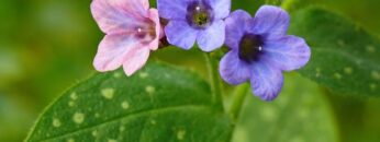 [ID: ig1VMpqUYOo] Youtube Automatic