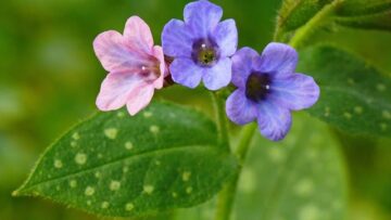 [ID: ig1VMpqUYOo] Youtube Automatic