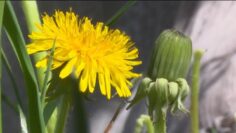 [ID: ikDCykXZrlQ] Youtube Automatic