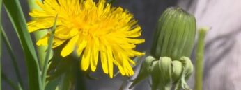 [ID: ikDCykXZrlQ] Youtube Automatic