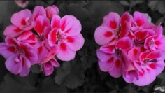 [ID: _IoeQPeBCaY] Youtube Automatic