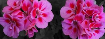 [ID: _IoeQPeBCaY] Youtube Automatic