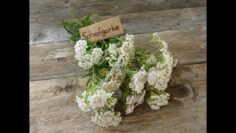 [ID: NA4TN1I5ro0] Youtube Automatic