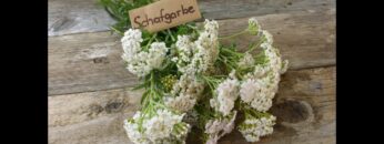 [ID: NA4TN1I5ro0] Youtube Automatic