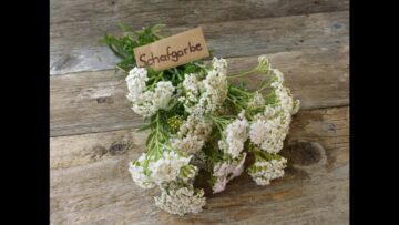 [ID: NA4TN1I5ro0] Youtube Automatic