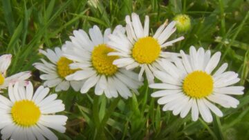 [ID: rvbDWug8FIw] Youtube Automatic