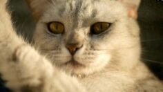 [ID: Vg3IIrmzoEY] Youtube Automatic