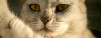 [ID: Vg3IIrmzoEY] Youtube Automatic