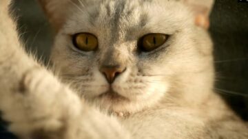 [ID: Vg3IIrmzoEY] Youtube Automatic