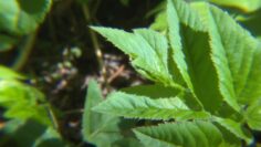 [ID: wK49GZtUwBc] Youtube Automatic