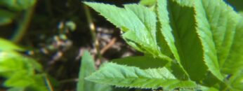 [ID: wK49GZtUwBc] Youtube Automatic