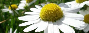 [ID: yiOJ8Q5m49w] Youtube Automatic