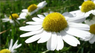 [ID: yiOJ8Q5m49w] Youtube Automatic