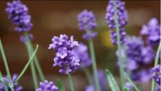 [ID: YQnAX3pL4-Y] Youtube Automatic