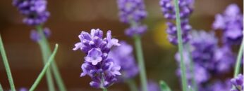 [ID: YQnAX3pL4-Y] Youtube Automatic