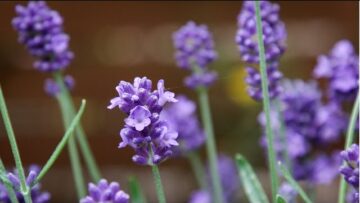 [ID: YQnAX3pL4-Y] Youtube Automatic